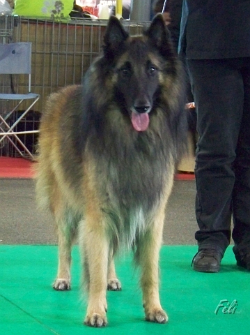 n°84 Fares van de hoge laer 5349.JPG